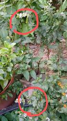 IMG_20250807_165444~2.jpg