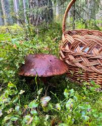 IMAGE 2025-08-18 07:53:45.jpg