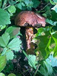 IMAGE 2025-08-06 16:44:46.jpg