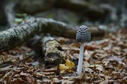 1123112040__23_09_2013___MG_0074.thumb.jpeg.c2c69f7411e79c7c3aea6b9ed6881479.jpeg