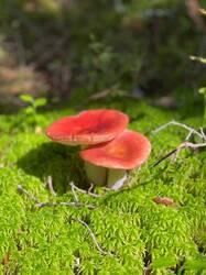 IMAGE 2025-08-13 16:42:32.jpg