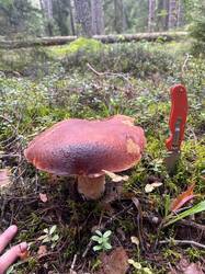 IMAGE 2025-08-20 16:42:42.jpg