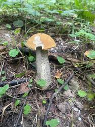 IMAGE 2025-08-28 16:18:35.jpg