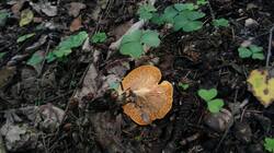 1380662166_08-25-18-(2).thumb.jpg.d142ed7610a8b5ef79096feb279368ca.jpg