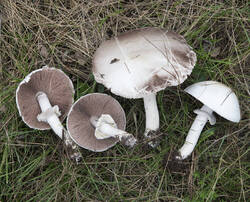 1400_DSC0200.thumb.jpg.fc18504ead44674a5e96837a64c392a8.jpg
