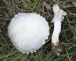 1400_DSC0204.thumb.jpg.cc55115feda56bdd290a729e34aadbfb.jpg