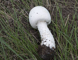 1400_DSC0211.thumb.jpg.63b5f409b5ce717f82a6322441e24118.jpg