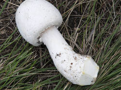 1400_DSC0212.thumb.jpg.9d973a9215236d966bac842b8b64717e.jpg