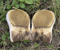 1400_DSC0218.thumb.jpg.22d1dcc0920e41021ec07a0438846a88.jpg