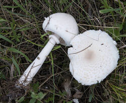1400_DSC0221.thumb.jpg.594e99128a7c0b5bf3af592f0a44f0b8.jpg