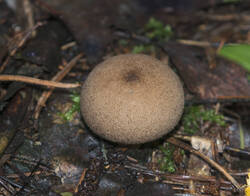 1400_DSC0321.thumb.jpg.41ca95b70dfe5eb5d82894969e94667e.jpg