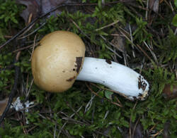 1400_DSC0324.thumb.jpg.8147d81ecd2cd15c98965b62359668c2.jpg