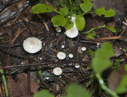 1400_DSC0325.thumb.jpg.5afda24df8d2b29ec59c3a1c1f835540.jpg