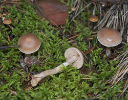 1400_DSC0340.thumb.jpg.b4242c417f95f90644204260d138eb95.jpg