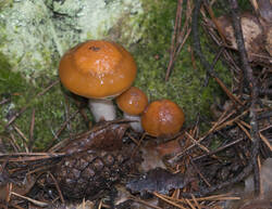 1400_DSC0344.thumb.jpg.bc99782ac79759445c1afb4c48038ac3.jpg