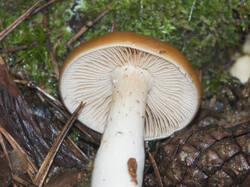 1400_DSC0346.thumb.jpg.7f34864ebd1f3983281bd7e6bee6ed10.jpg