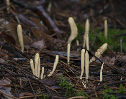 1400_DSC0353.thumb.jpg.ef944334e04f38e90394df5b634eede6.jpg