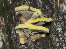 1400_DSC0363.thumb.jpg.168d62a613a9ee4b72b5f4fe0f3fbe87.jpg