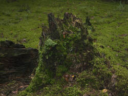 1400_DSC0368.thumb.jpg.616dc500e1c6f9cb04e87206ee99e088.jpg