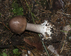1400_DSC0373.thumb.jpg.32dfac9a7275eaa772cb69d56ed3cdf0.jpg