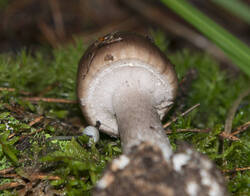1400_DSC0374.thumb.jpg.33c865353f90f8580e040783f4828a03.jpg