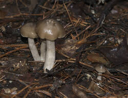 1400_DSC0379.thumb.jpg.d80baec191e8319097eca5f9de5f953c.jpg