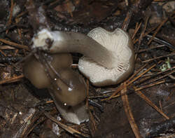 1400_DSC0382.thumb.jpg.c6eb2a76fe5bce8d15e012b42d17f492.jpg