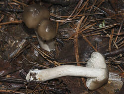 1400_DSC0384.thumb.jpg.7229e8c38f0522a1c0f72317fd615ff3.jpg