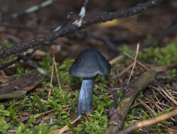1400_DSC0392.thumb.jpg.e32bdc54dc3c083b2fa150b6a20cbee6.jpg