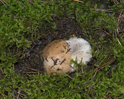 1400_DSC0395.thumb.jpg.6131fe0ab87cc3ec63d953a1fcae8342.jpg