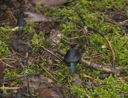 1400_DSC0397.thumb.jpg.f7dbbe6c1f70086d451667e649a5b970.jpg