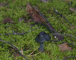 1400_DSC0400.thumb.jpg.093f83a34434fcf6f92d578031efb095.jpg