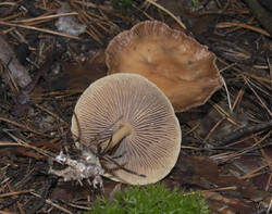 1400_DSC0414.thumb.jpg.096b39cc99f2834aa014739bf17fe690.jpg