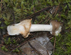 1400_DSC0425.thumb.jpg.bb977abf1afada4fabbf0beae6b74ff8.jpg