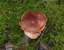 1400_DSC0426.thumb.jpg.a6c5ab94d753c348c1084a77e8219009.jpg