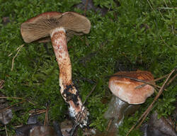 1400_DSC0427.thumb.jpg.480873639658ff00d128a8a5367e5619.jpg