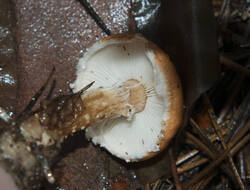1400_DSC0442.thumb.jpg.4c9675cc56d58d2857e120726ab12be5.jpg