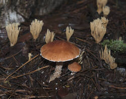 1400_DSC0443.thumb.jpg.fb0c4de86d03a8e7be1ceb12c17f086b.jpg