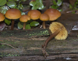 1400_DSC0454.thumb.jpg.83b0b9681c42a91bbf08d06dd01a30a8.jpg