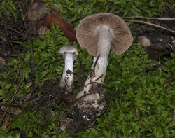1400_DSC0458.thumb.jpg.c814505f401c5bdc4b5c07a9a649d5ee.jpg