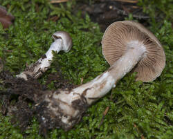 1400_DSC0459.thumb.jpg.c0123528968161fe9d934ffe31b2f04e.jpg