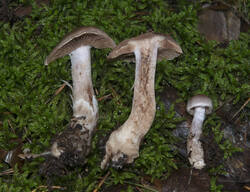 1400_DSC0460.thumb.jpg.1e6a9ad472d219d231b9f71dcb444ca9.jpg