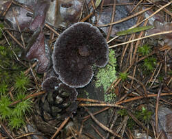 1400_DSC0463.thumb.jpg.1af2dee40c1d01794fec31bf5be10684.jpg