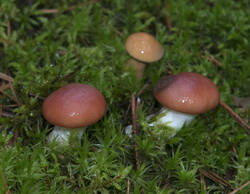 1400_DSC0471.thumb.jpg.43762721b88b005d424940778774b70c.jpg