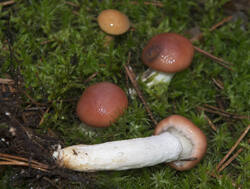 1400_DSC0473.thumb.jpg.9ce276c525bb9d65b23b00a26a12b804.jpg
