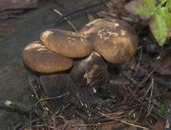 1400_DSC0475.thumb.jpg.0cfe70cdf393b2f95906a6211ebeade2.jpg
