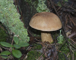 1400_DSC0479.thumb.jpg.1e558f8d11f5eace913cad910248a6de.jpg