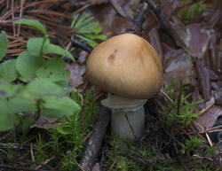 1400_DSC0480.thumb.jpg.c3c670a857c5c406749fce5c7dbe8012.jpg