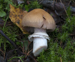 1400_DSC0482.thumb.jpg.b5b3352b84d6a63b4af5dc55f9b41c6f.jpg