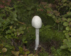 1400_DSC0500.thumb.jpg.2a8cbee4ea780e7fb9902454e673f6c1.jpg